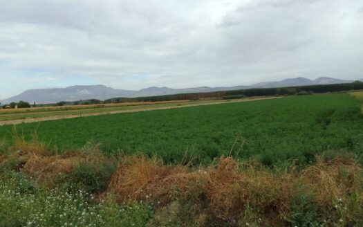 Terreno en venta en Calle Reina Sofia, Chauchina